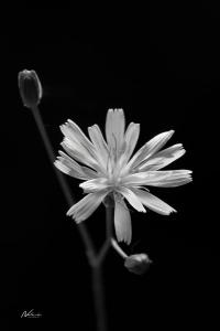 Blomst 4
