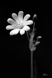 Blomst 5