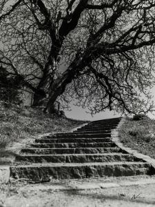 Trappen